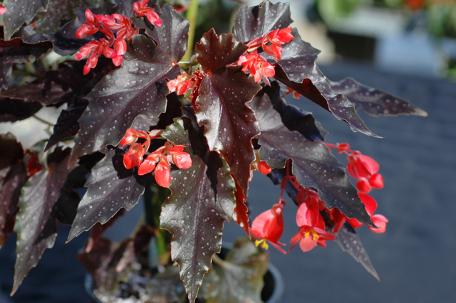 B. ‘Jester’